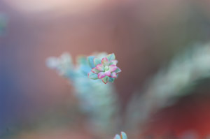 Darrowâ??s Blueberry or Glaucous Blueberry flower
