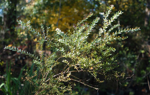 Darrowâ??s Blueberry or Glaucous Blueberry branch