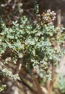Darrowâ??s Blueberry or Glaucous Blueberry branch