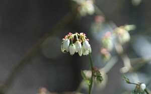 Mayberry white flowers