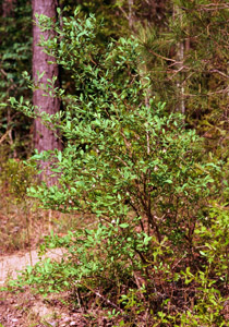 Deerberry in the landscape