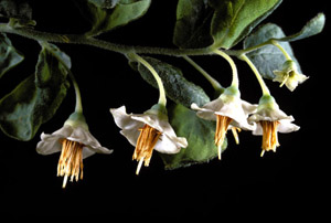 Deerberry flowers