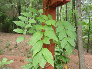 American Wisteria leaves