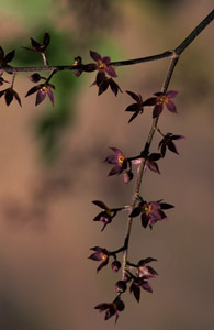 Yellow-Root flowers