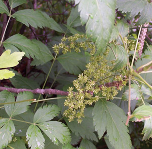 Yellow-Root flowers and foliage