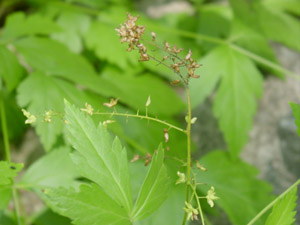 Yellow-Root older flowers