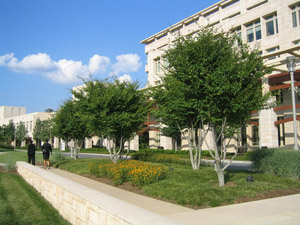 American Hornbeam, Ironwood or Musclewood in landscape
