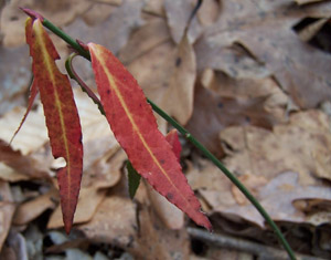 Strawberry-bush fall foliage 
