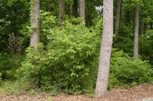 Spice-Bush in the landscape