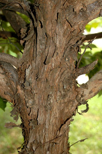 Eastern Hophornbeam bark