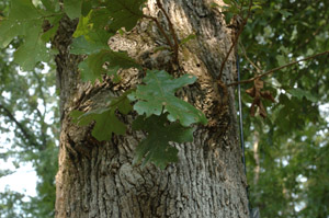 Post oak leaves