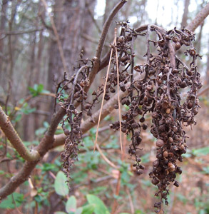 Winged sumac seeds