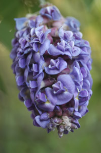 American Wisteria flowers