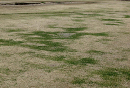 Césped zoysia dañado por bajas temperaturas.