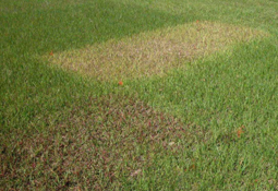 Daño por herbicidas en una parcela experimental.