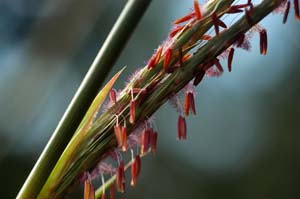 Big Bluestem, Turkeyfoot /
Andropogon gerardii