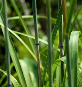 Big Bluestem, Turkeyfoot /
Andropogon gerardii