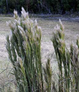Bushy Bluestem /
Andropogon glomeratus