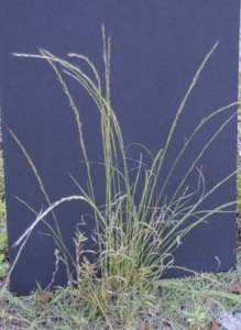 Arrowfeather Threeawn / <em>Aristida purpurascens</em>