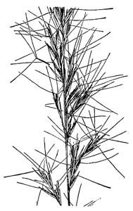 Arrowfeather Threeawn / <em>Aristida purpurascens</em>