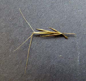 Arrowfeather Threeawn / <em>Aristida purpurascens</em>