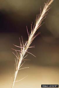 Arrowfeather Threeawn / <em>Aristida purpurascens</em>