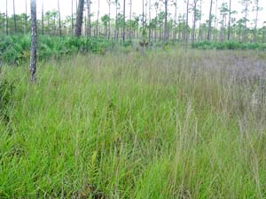 Arrowfeather Threeawn / <em>Aristida purpurascens</em>