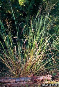 Nimblewill, Nimbleweed /
Muhlenbergia schreberi