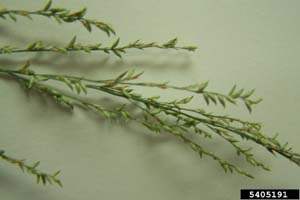 Nimblewill, Nimbleweed /
Muhlenbergia schreberi