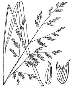 Nimblewill, Nimbleweed /
Muhlenbergia schreberi