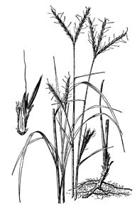 Big Bluestem, Turkeyfoot /
Andropogon gerardii