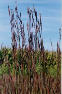 Big Bluestem, Turkeyfoot /
Andropogon gerardii