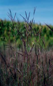 Big Bluestem, Turkeyfoot /
Andropogon gerardii