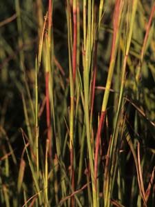Big Bluestem, Turkeyfoot /
Andropogon gerardii