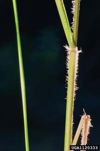 Bigtop Lovegrass, Stout Lovegrass /
Eragrostis hirsuta