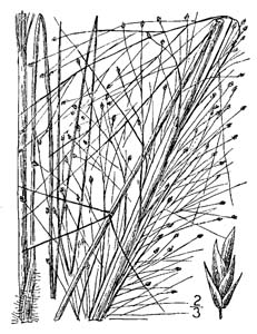 Bigtop Lovegrass, Stout Lovegrass /
Eragrostis hirsuta