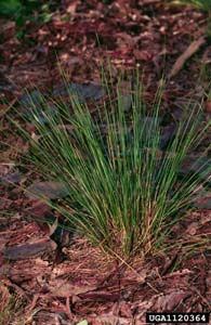 Blackseed Speargrass, Blackseed
Needlegrass, Black Oatgrass /
Piptochaetium avenaceum
(Syn. Stipa avenaceum)