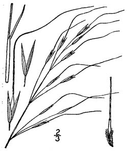 Blackseed Speargrass, Blackseed
Needlegrass, Black Oatgrass /
Piptochaetium avenaceum
(Syn. Stipa avenaceum)