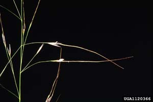 Blackseed Speargrass, Blackseed
Needlegrass, Black Oatgrass /
Piptochaetium avenaceum
(Syn. Stipa avenaceum)