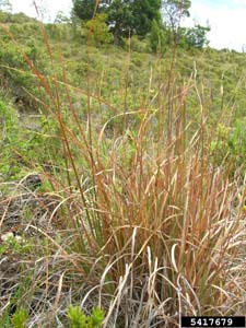 Broomsedge / Andropogon virginicus