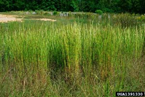 Broomsedge / Andropogon virginicus