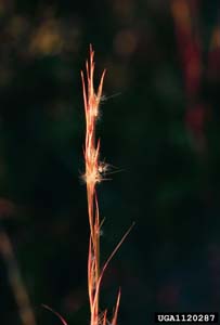 Broomsedge / Andropogon virginicus