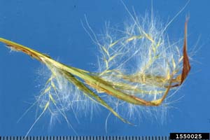 Broomsedge / Andropogon virginicus