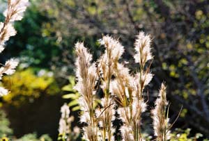 Bushy Bluestem /
Andropogon glomeratus