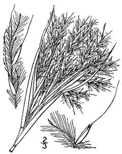 Bushy Bluestem /
Andropogon glomeratus