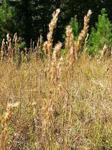 Bushy Bluestem /
Andropogon glomeratus