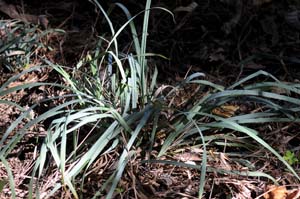 Southern Waxy Sedge /
Carex glaucescens