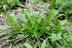 Seersucker Sedge, Plantainleaf Sedge /
Carex plantaginea