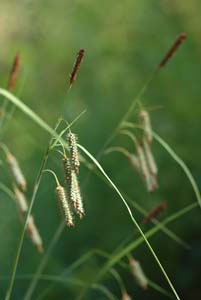 Seersucker Sedge, Plantainleaf Sedge /
Carex plantaginea