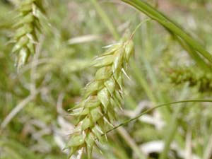 Cherokee Sedge, Bullsedge /
Carex cherokeensis